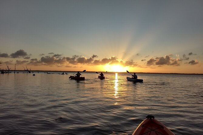 Sunset Kayaking Tour at Manatee Cove With Manatee & Dolphin Sightings