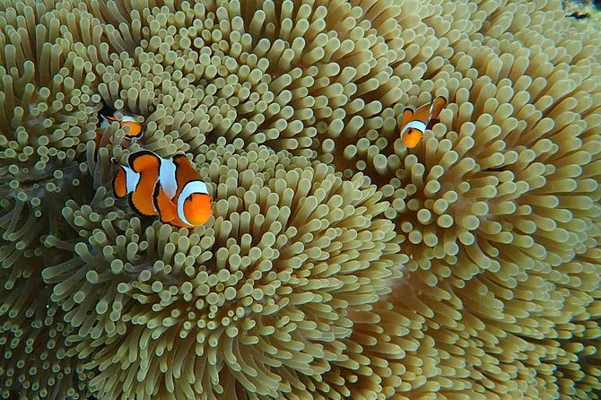Surin Islands 3 Days 2 Nights Trip From Khao Lak