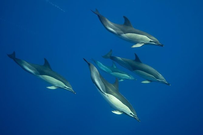 Swim With Dolphins in the Azores - Good To Know