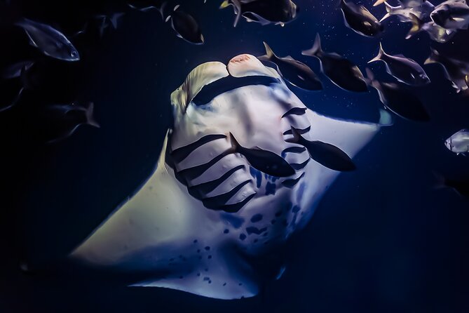 Swim With Manta Rays in Kailua-Kona! Hot Cocoa Included