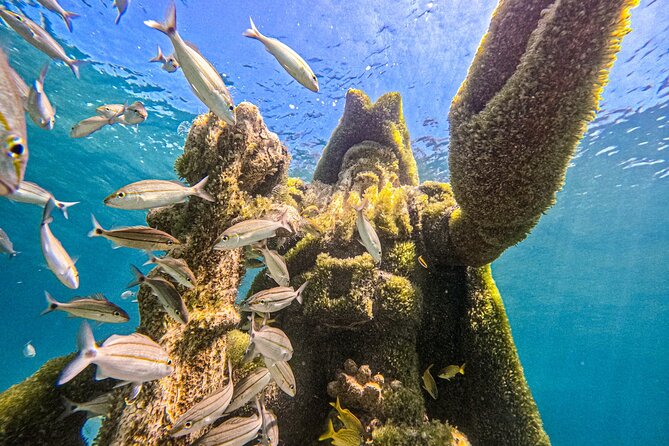 Swimming Pigs, Boat Tour, Snorkeling, Beach Break Package