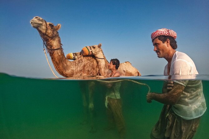 Swimming With Race Camels Experience