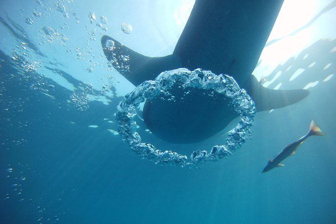 Swimming With Whale Sharks From Playa Del Carmen