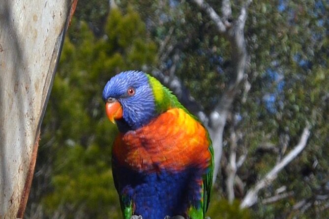Sydney Parrots, a Unique Island and More