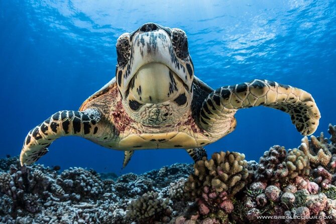 Tahiti Fun Certified Scuba Dive