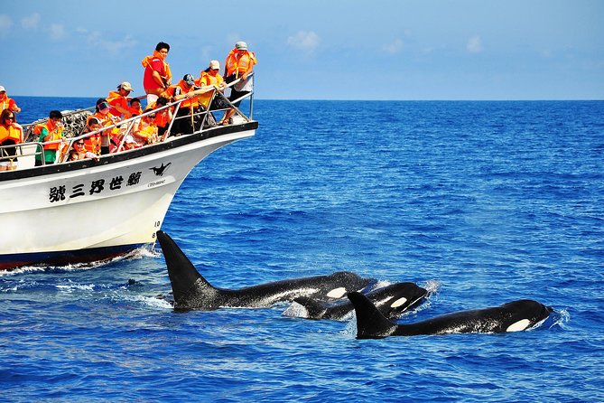 Taiwan Hualien Whale Watching Dolphin