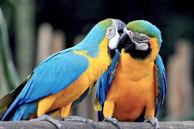 Tambopata Chuncho Macaw Clay Lick 3 Days - Highlights of the 3-Day Tour