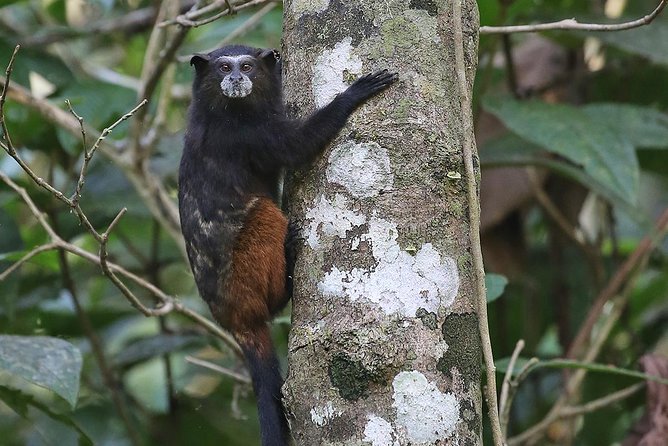 Tambopata (Puerto Maldonado) 5 Days - Reviews and Ratings