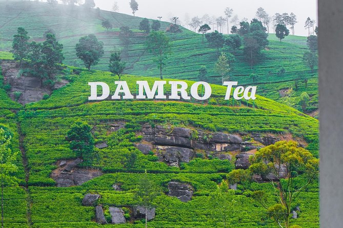 Tea Factory Plantation and Water Falls Tour