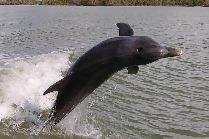Ten Thousand Islands Small-Group Wildlife and Shelling Tour  - Naples - Good To Know