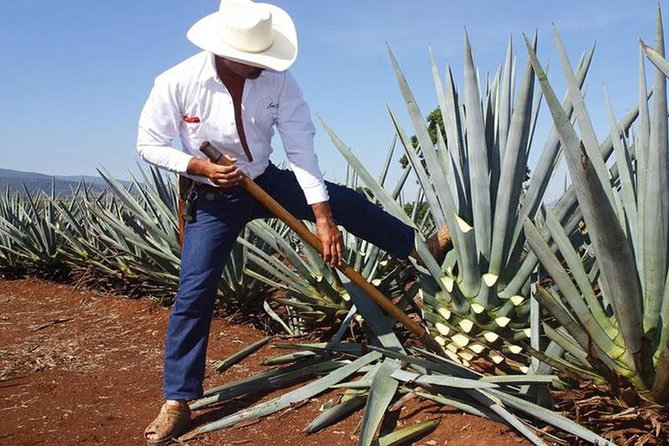 Tequila Distillery Experience, Jose Cuervo & Tequila Magic Town