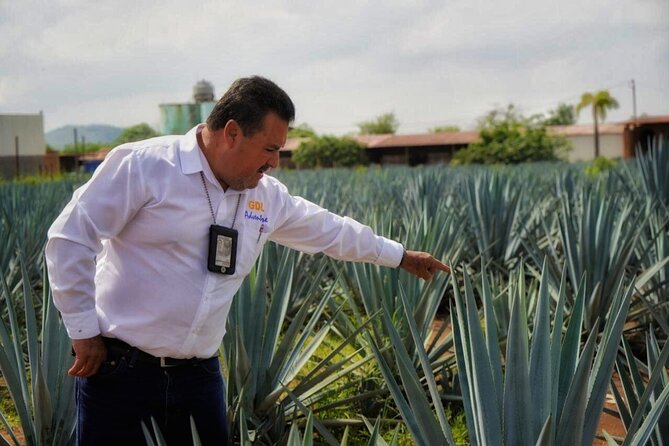 Tequila Half-Day Small-Group Tour From Puerto Vallarta - Guadalajara