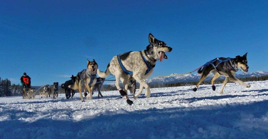 The BEST Bozeman Tours and Things to Do