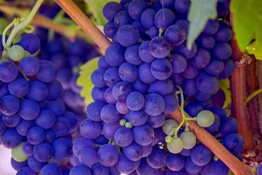 The BEST San Jose, California Tours