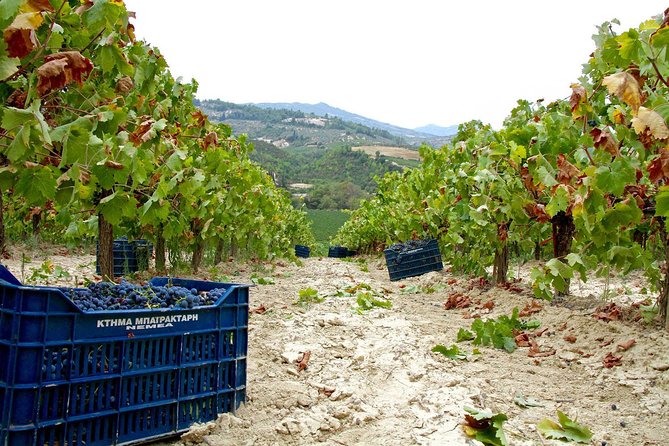 The Best Winery & Tasting Tour in Nemea.Enjoy a Unique All Day Wine Tasting Tour - Good To Know