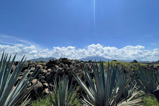 The Essence of Tequila Experience