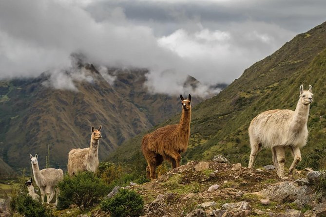 The Formidable Lares Trek 4 Days to Machu Picchu - Trek Overview