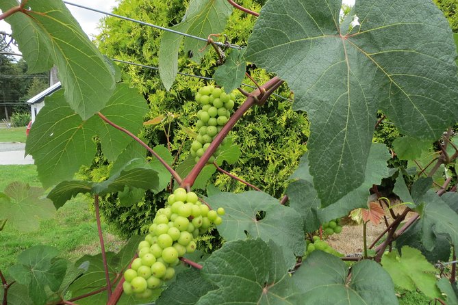 The Fraser Valley Winery Tour - Good To Know