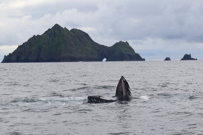 The Great Blasket Island Experience - Speed Boat Tour in Dingle Bay