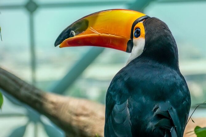 The Green Planet Dubai Tickets With Transfers - Ticket Options and Prices