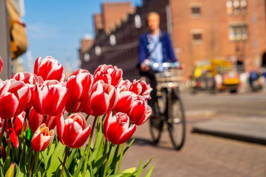 The Hague: Express Walk With a Local in 60 Minutes