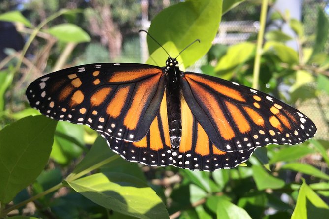 The Maui Butterfly Farm Tour! - Good To Know