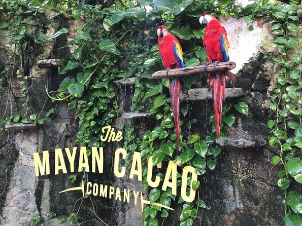 The Mayan Cacao Company in Cozumel Skip-The-Line Ticket