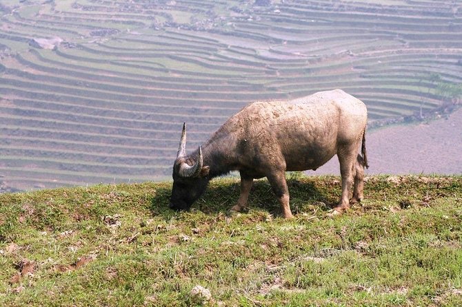 The Most Beautiful Terraced Fields and Homestay Trekking
