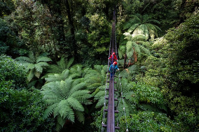 The Original Canopy Zipline Experience Private Tour From Auckland