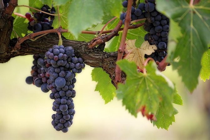 The Original Syrah Wine Tour (9:00 Am – 1:30 Pm) – Small Group Tours From Lyon