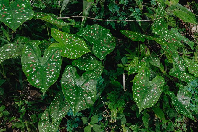 The Phuket Rites of Passage Eco Adventure - Overview and Activities