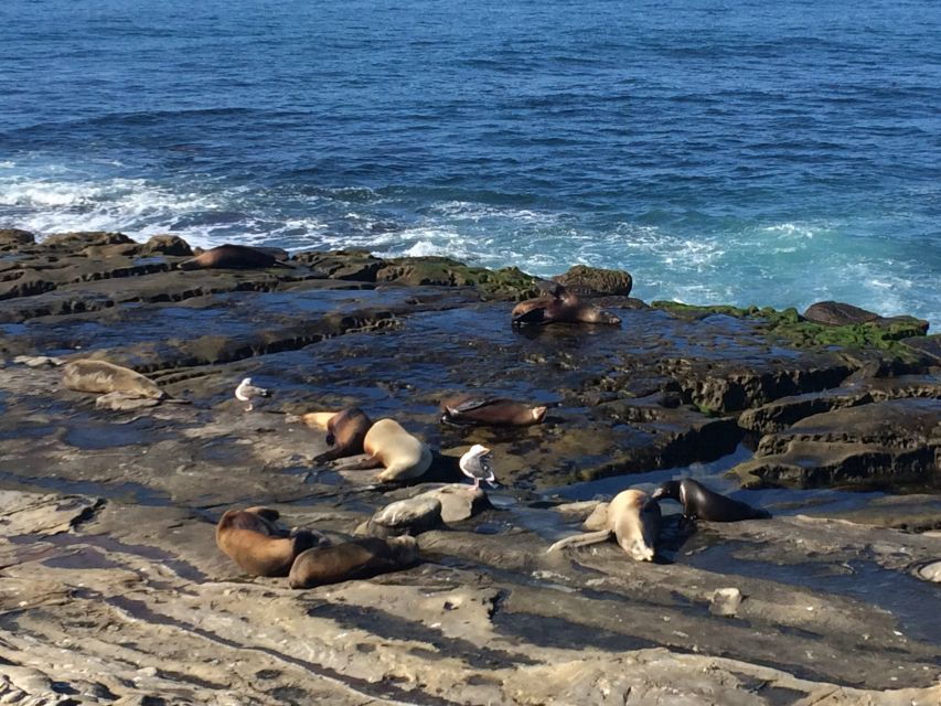 The San Diego Highlights Tour - Good To Know