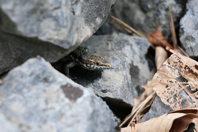 Thessaloniki Mount Olympus Group Hiking Tour - Good To Know