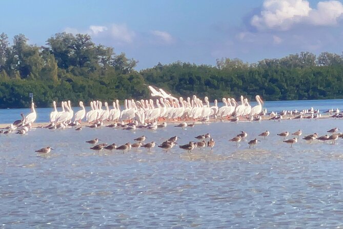Tierra Verde Private Mangrove Tunnels Kayak Tour Near St. Pete  - St Petersburg - Good To Know