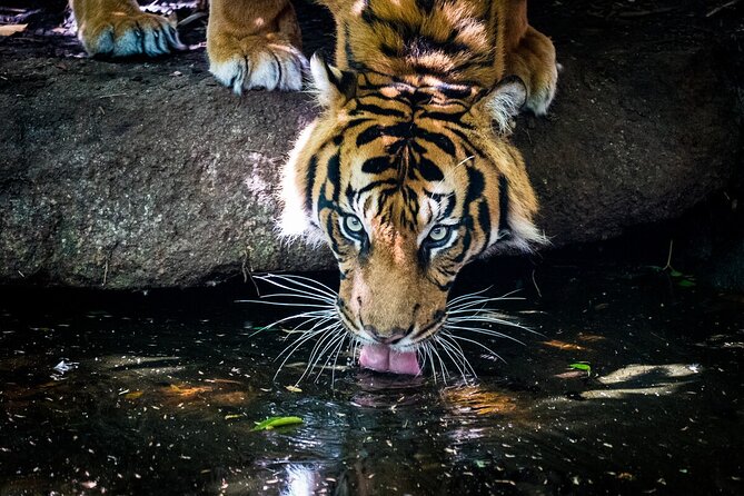 Tiger Experience at Melbourne Zoo - General Information