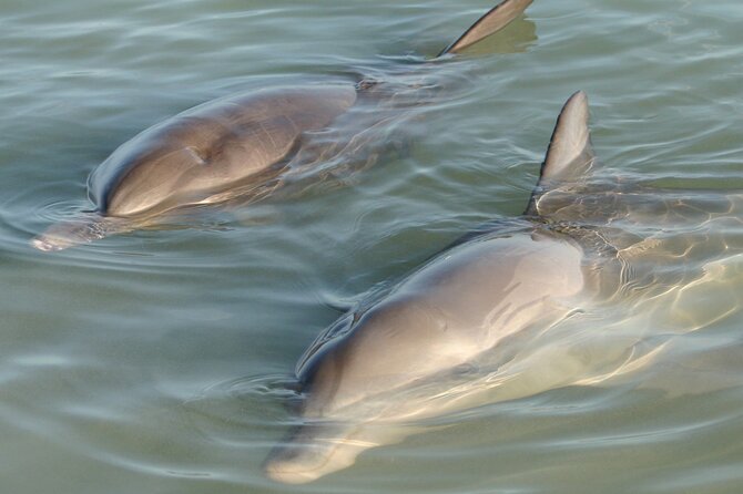 Titusville Guided Paddleboard or Kayak Adventure  - Cocoa Beach - Good To Know