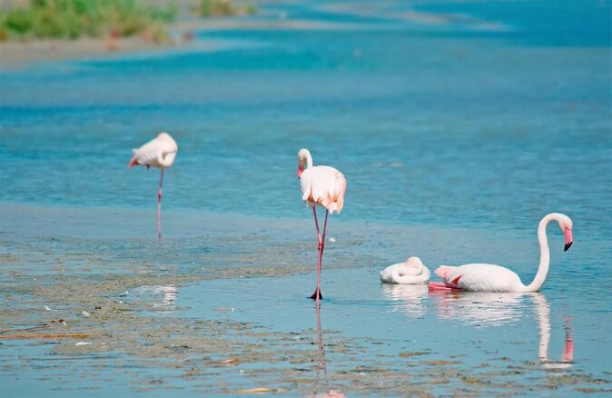 Tour 4 Historic Districts Poetto Beach Pink Flamingos Bonaria Church
