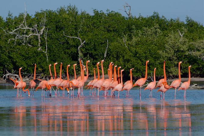 Tour to Pink Lake and Rio Lagartos From Cancun - Pricing and Guarantee