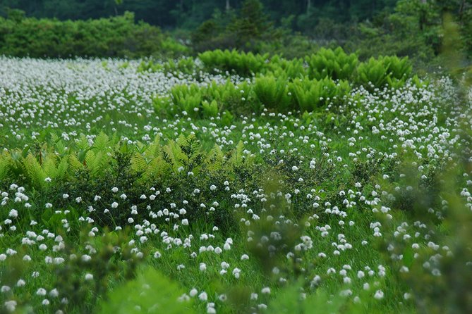 Towards Silent Unexplored Pond, Naganuma Guided Walk - Good To Know