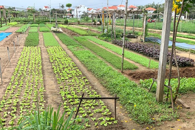 Tra Que Family-Run Tour & Cooking Class - Hoi An