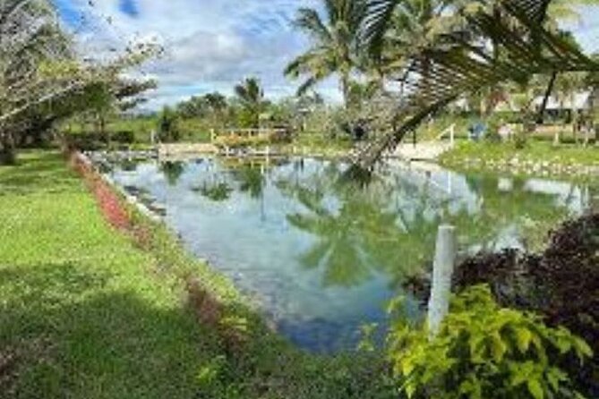Treetops Zipline, Cave and Mud Spa Combo Tour With Lunch in Fiji