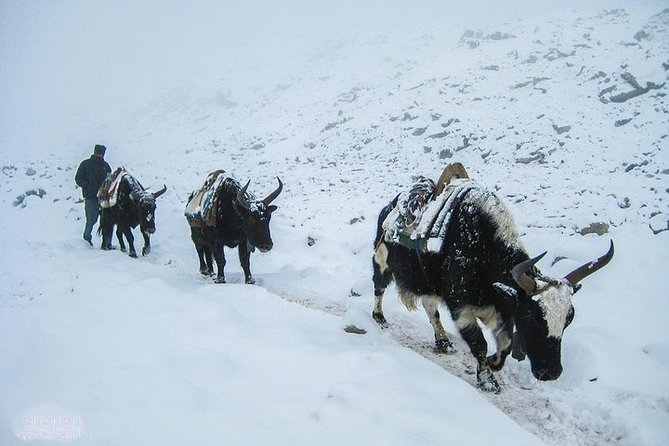 Trek to Everest Base Camp With a Professional Guide - Kathmandu - Good To Know