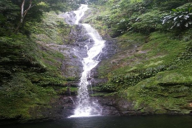 Trinidad Rainforest Hike to Waterfall