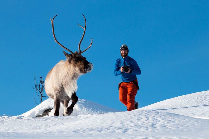 Tromso Fjords With Kvaloya Island Small Group Half Day Tour - Good To Know