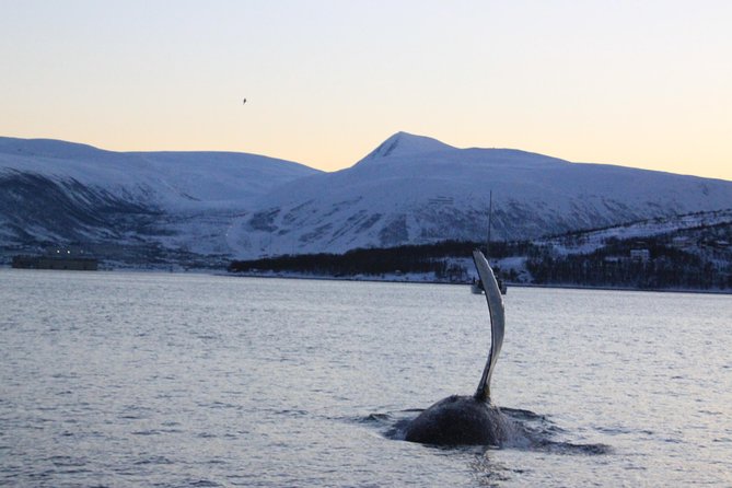 Tromso Full-Day Whale and Seabird Boat Tour to Skervoy