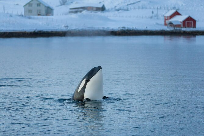 Tromso: Humpback Whale and Orca Watching Boat Tour