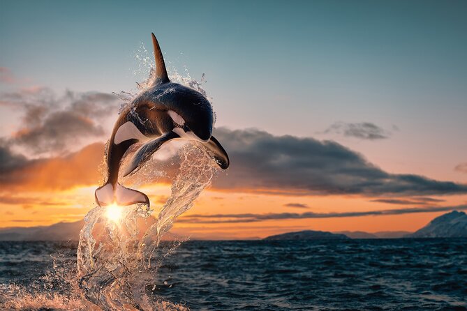 Tromso Oceanic Ballet: Orca Odyssey & Majestic Marine Ensemble - Good To Know