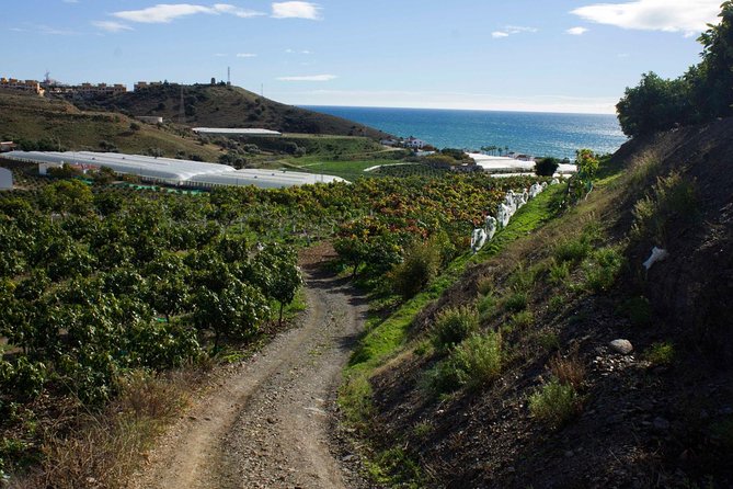 Tropical Route, Avocados and Mangoes - Small Group, Tasting and Lunch Included - Tour Details and Inclusions
