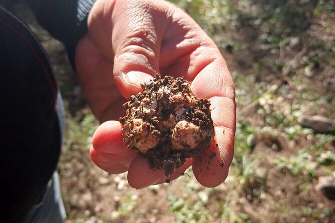 Truffle Hunting in the Sicani Mountains: a Unique Experience in Sicily - Good To Know