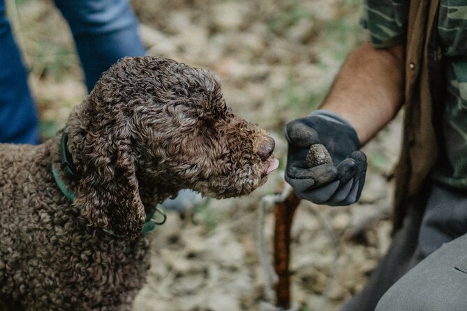 Truffle Hunting in Tuscany